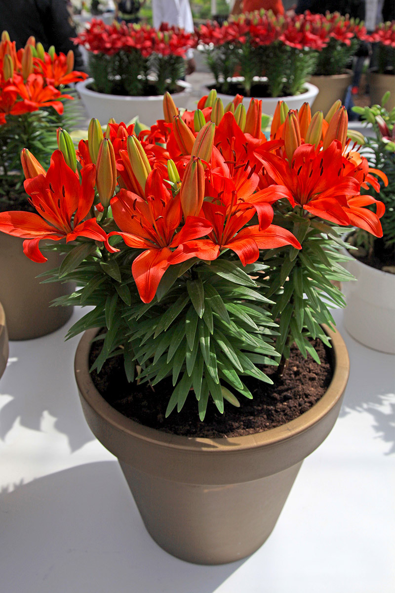 flowers  / orchid flowers