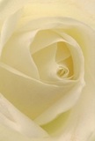Drawn close into the heart of a cream-white rose, you find yourself surrounded by the soft architecture of its unfurling petals-each curve illuminated by the gentle light often found in Upton Park's morning hours. The texture appears whisper-light and satin-soft, as if touched by the slightest breath of dew after a night's rain. Soft shadows fall between each ivory fold, adding depth and an air of quiet significance. The resulting scene is filled with peace and gentle grace-the kind of comfort that accompanies a softly spoken word or a meaningful gesture. To an experienced Upton Park florist, this rose is the purest symbol of respect and hope, making it perfect for expressing sympathy, admiration, or celebrating a fresh start in life. A delicate, sweet fragrance is almost perceptible, understated but ever-present. The close perspective captures both the flower's natural beauty and the intention infused by the artisans who craft each arrangement for life's most poignant moments in Upton Park.